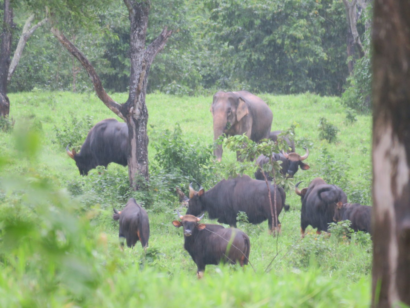 gaur and elephant
