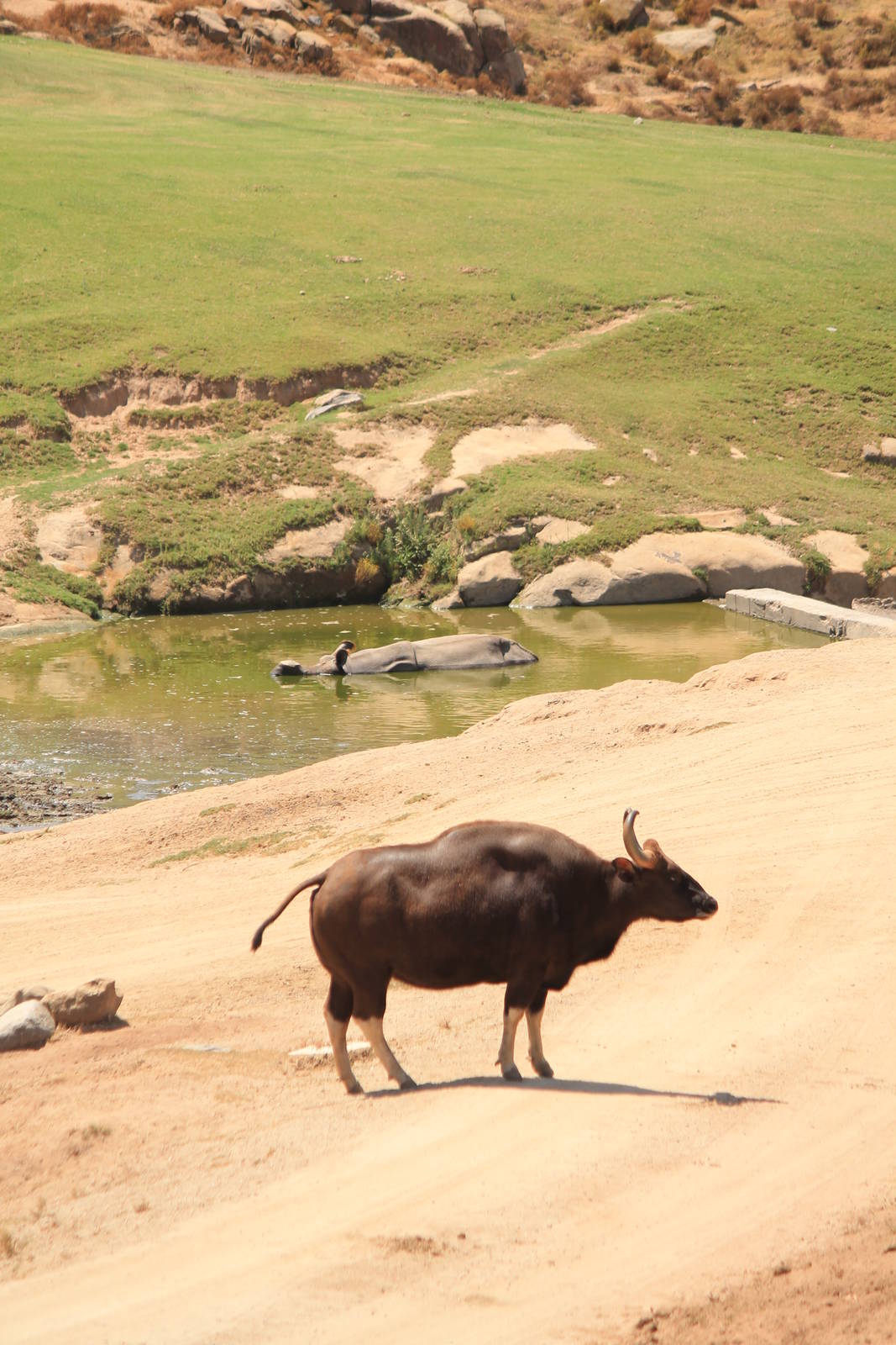 Gaur and Indian Rhino