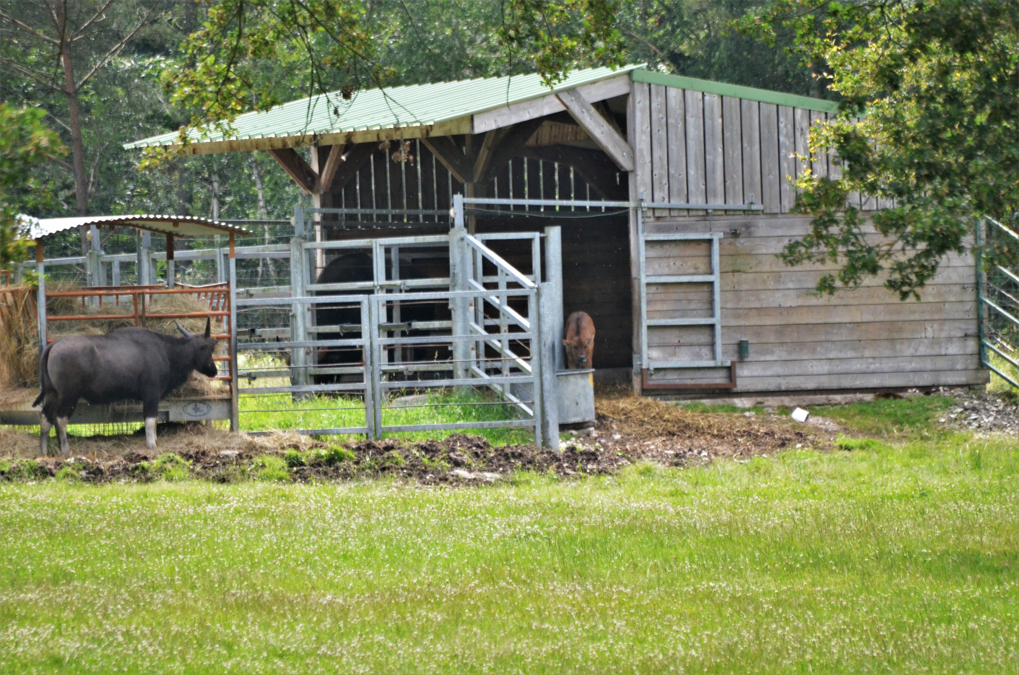 Gaur at Haute-Touche, 14/06/18