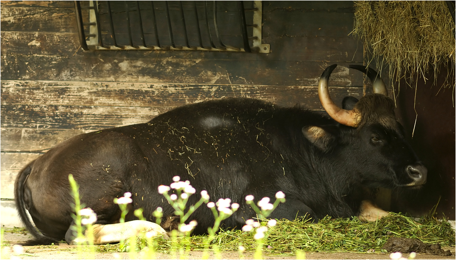 Gaur at munich zoo