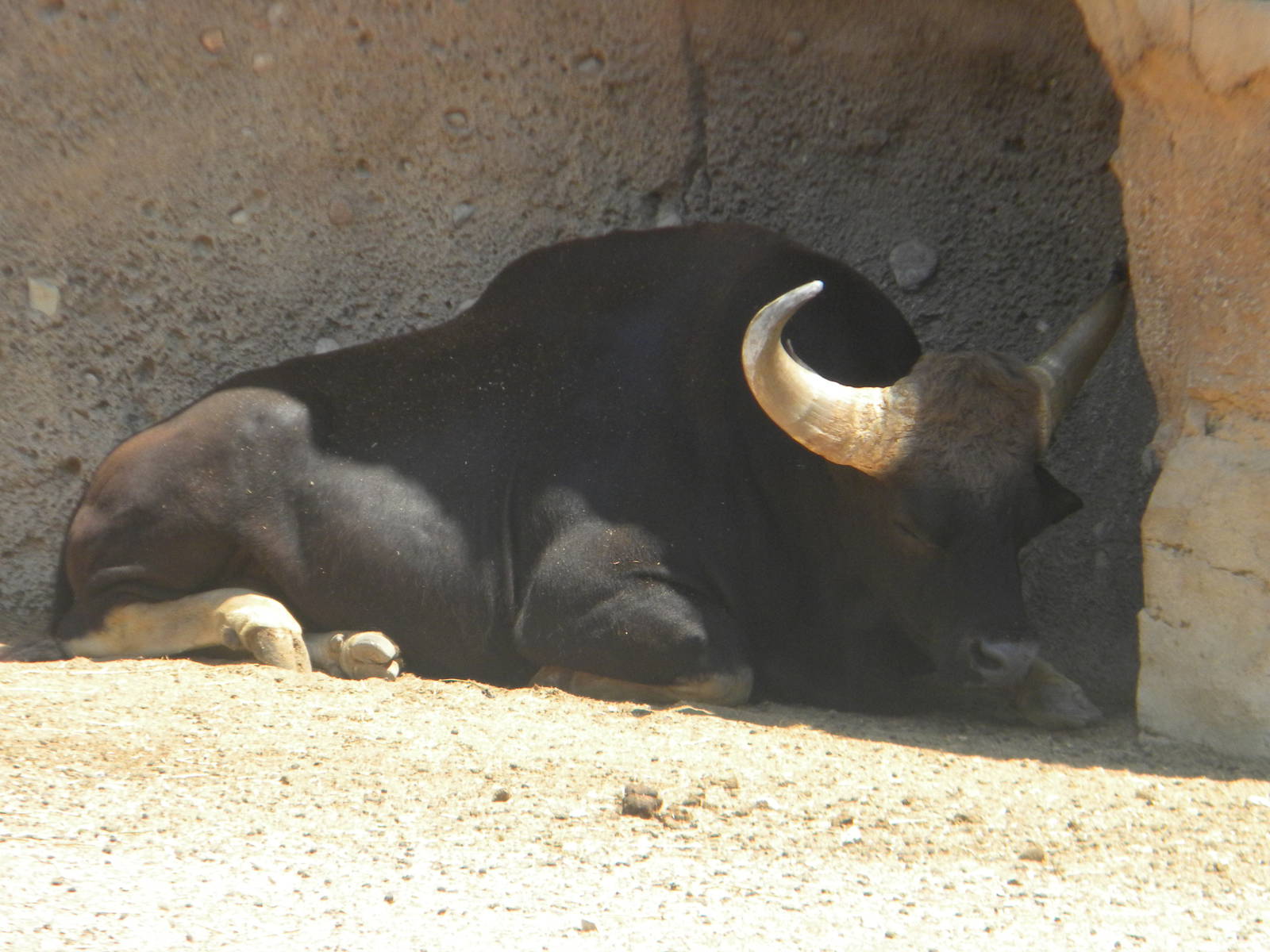 Gaur at Terra Natura 29/07/11