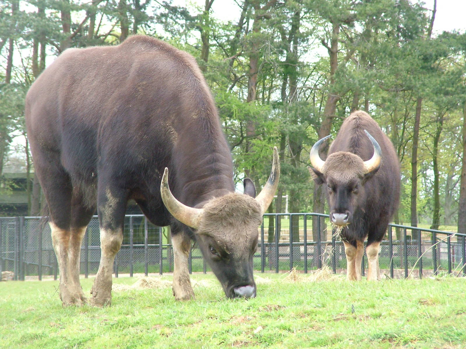 Gaur at Whipsnade 08/05/10