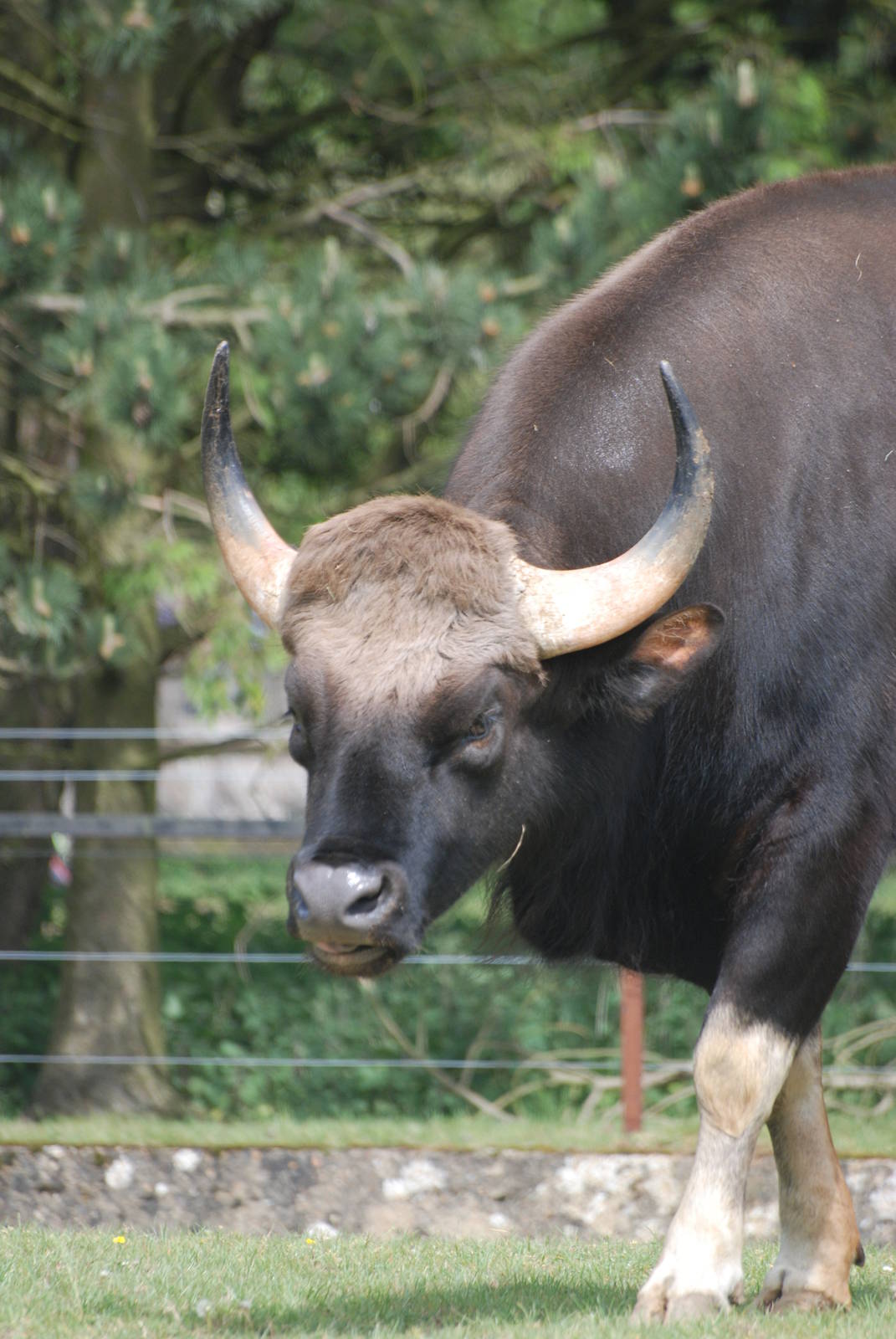 Gaur at Whipsnade 08/05/11