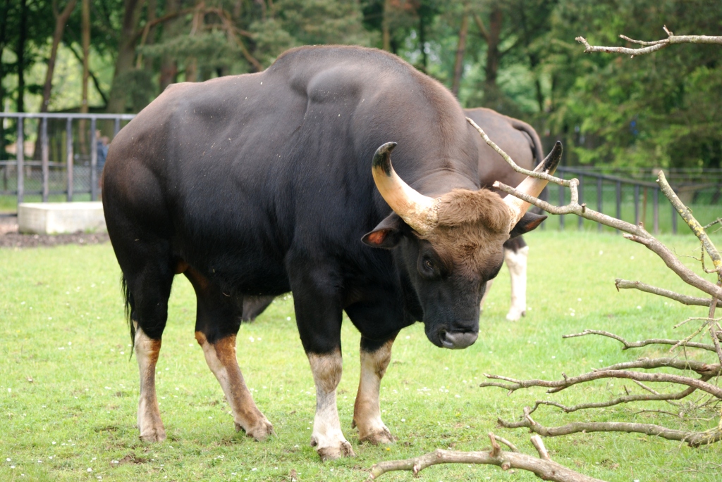 Gaur at Whipsnade, 31/05/14