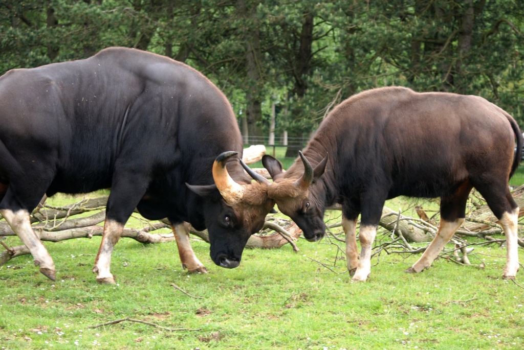 Gaur at Whipsnade, 31/05/14