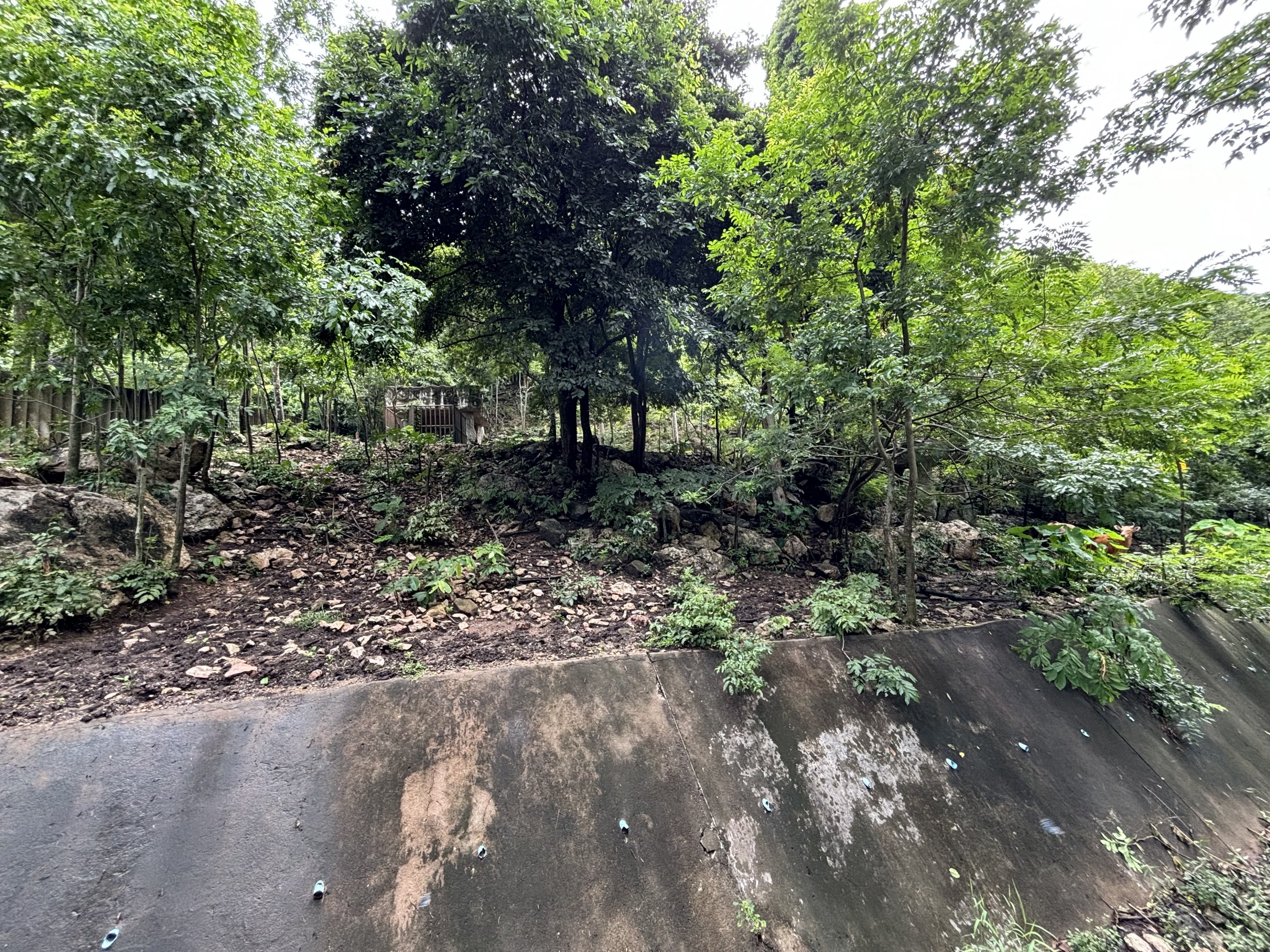 Gaur + Banteng Exhibit