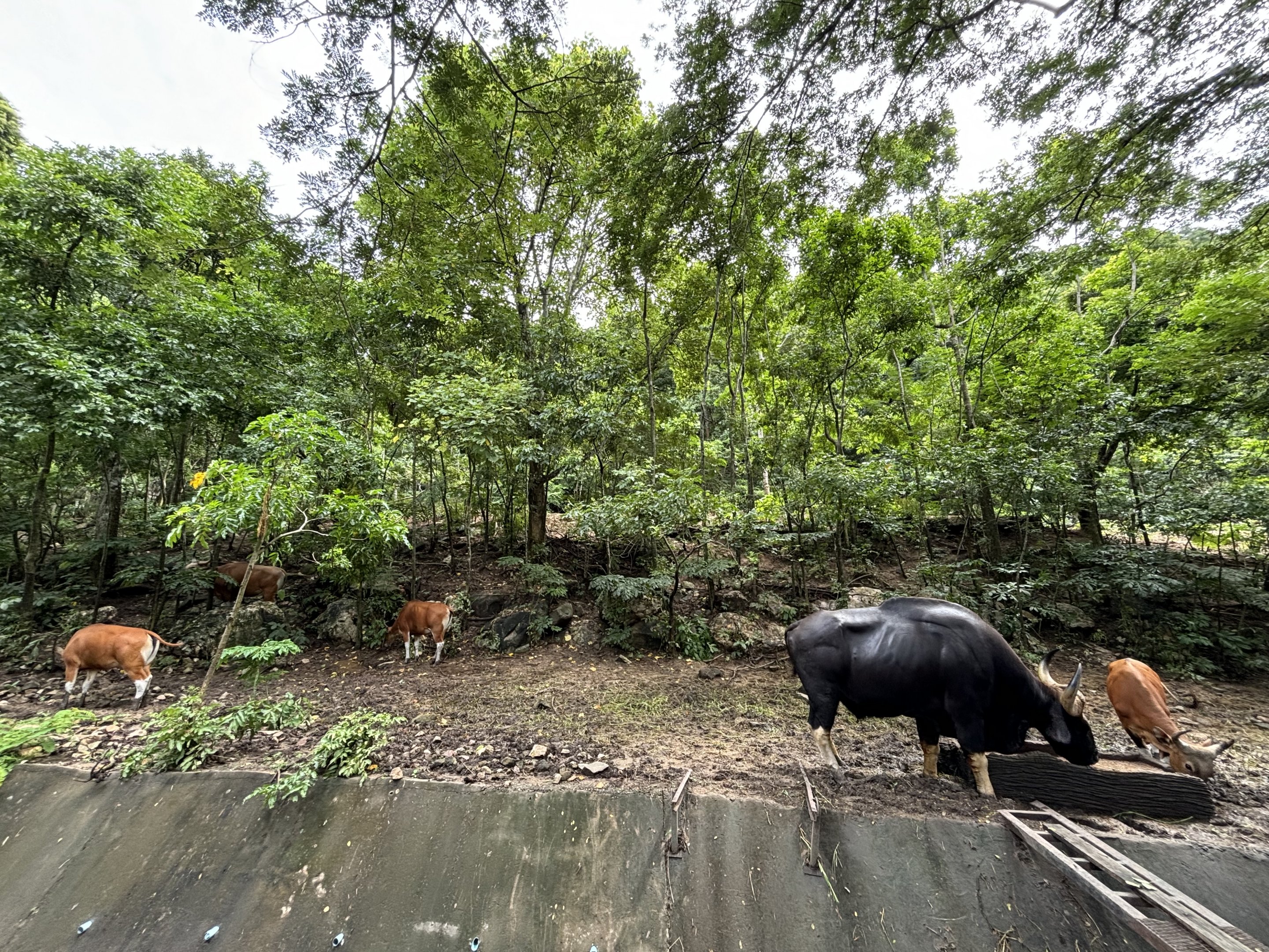 Gaur + Banteng Exhibit