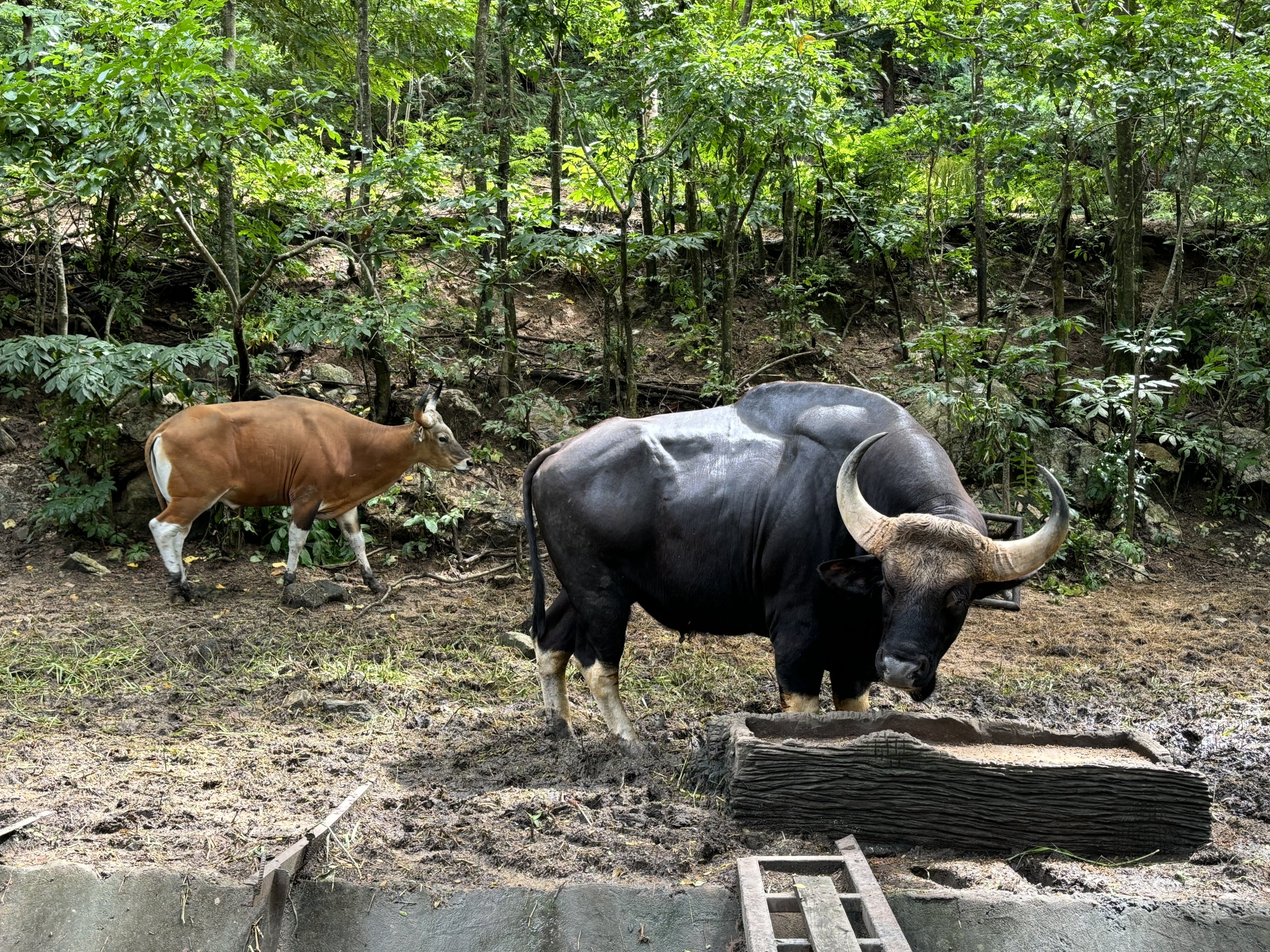 Gaur + Banteng