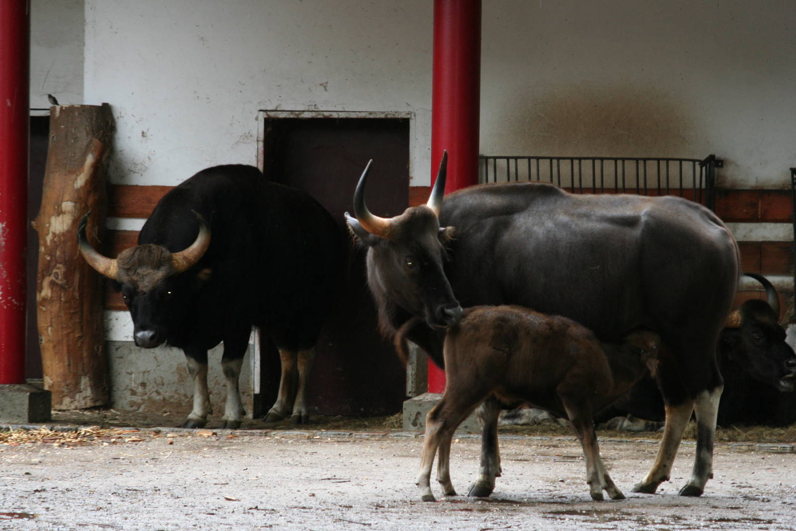 Gaur - Berlin -  July 08