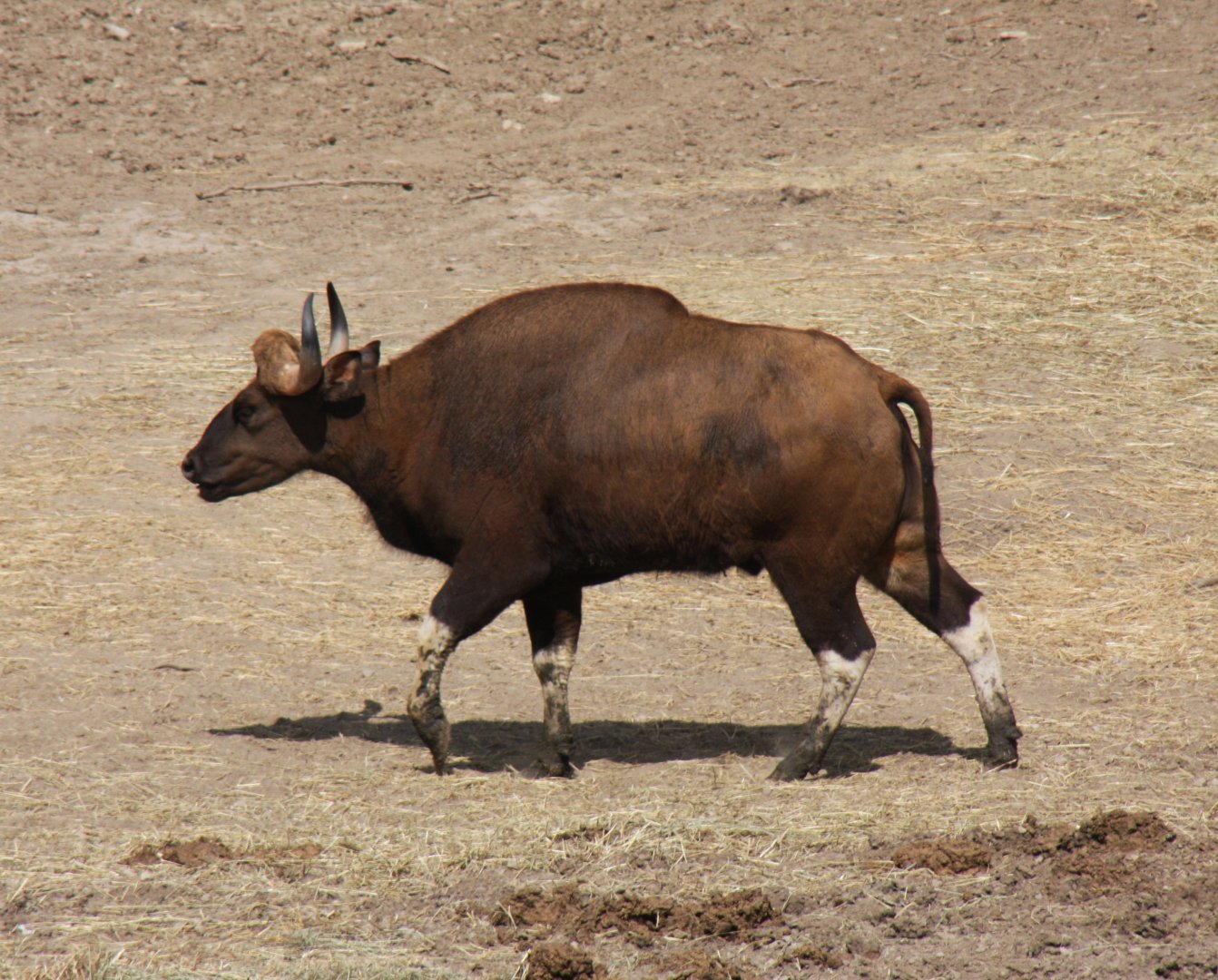 gaur (Bos gaurus) 2013