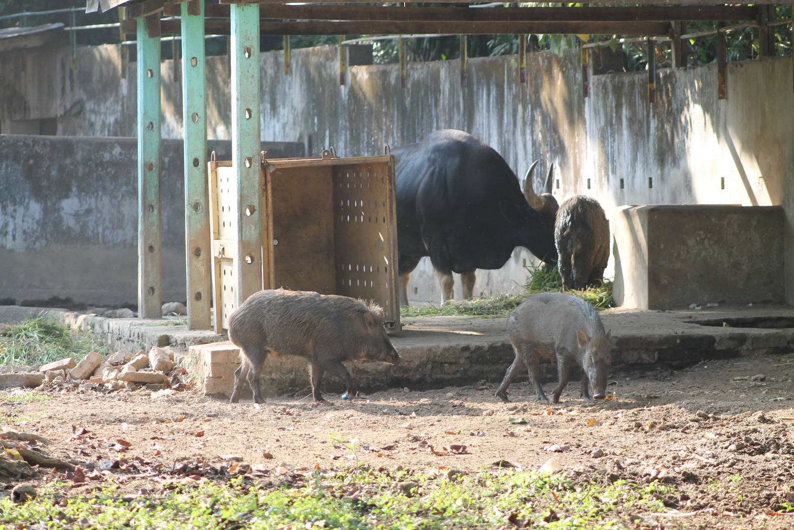 Gaur (Bos gaurus) and Wild Pigs (Sus scrofa)