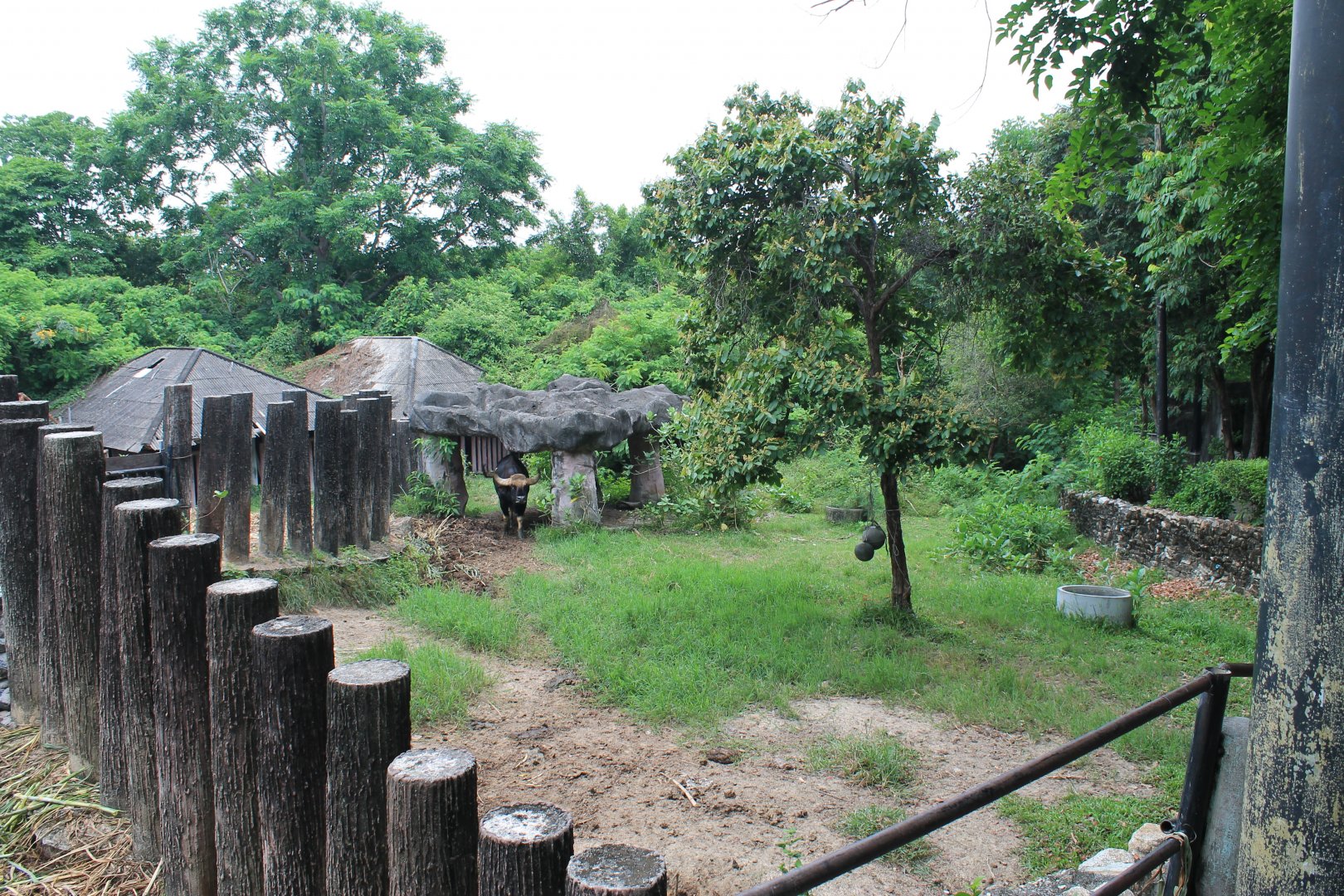 Gaur (Bos gaurus) enclosure