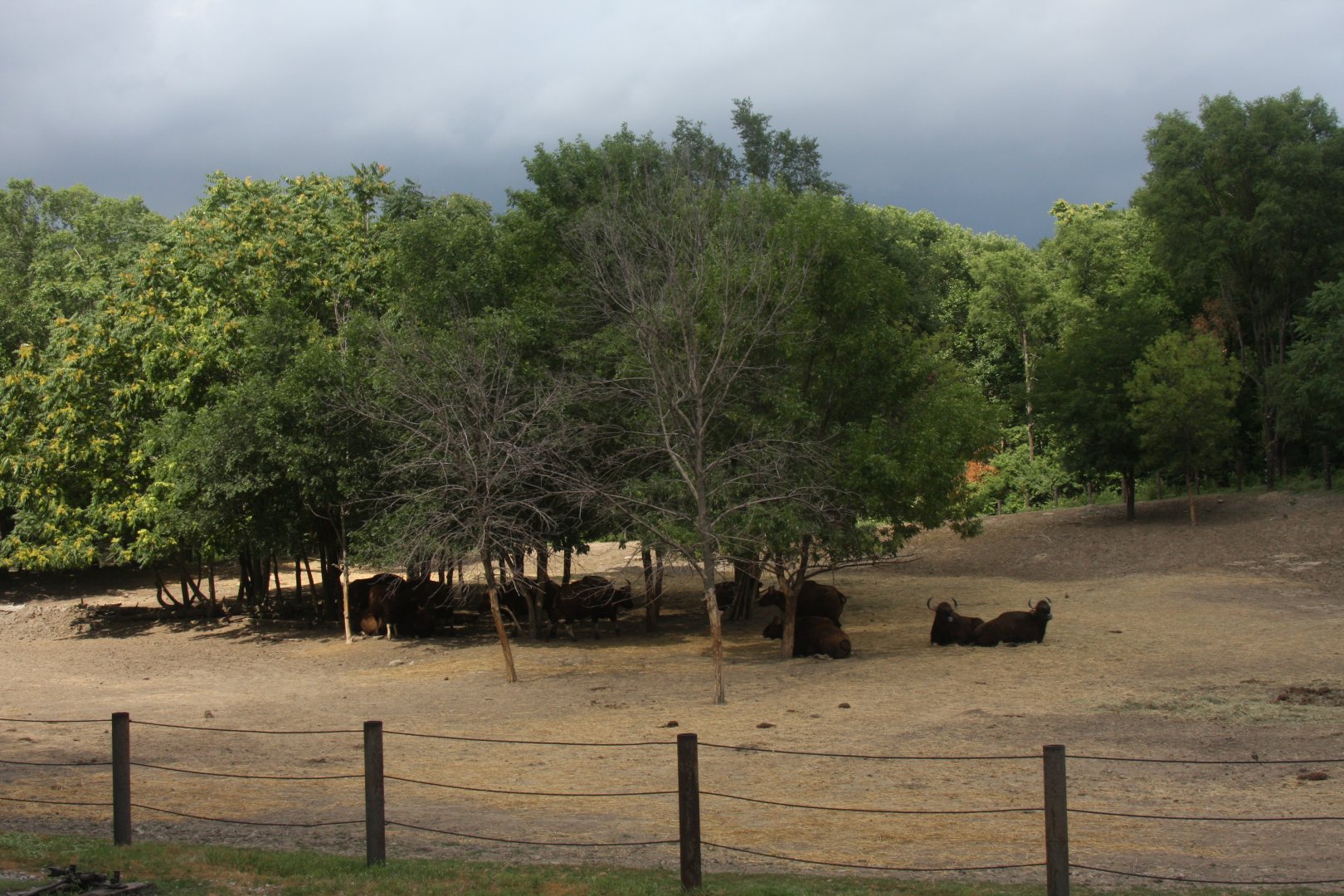 gaur (Bos gaurus) exhibit 2013