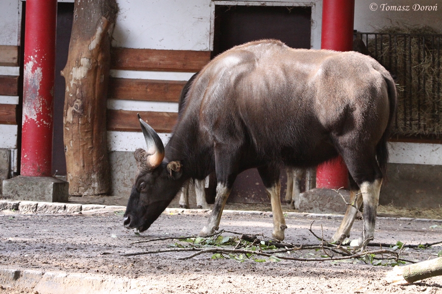 Gaur (Bos gaurus gaurus)
