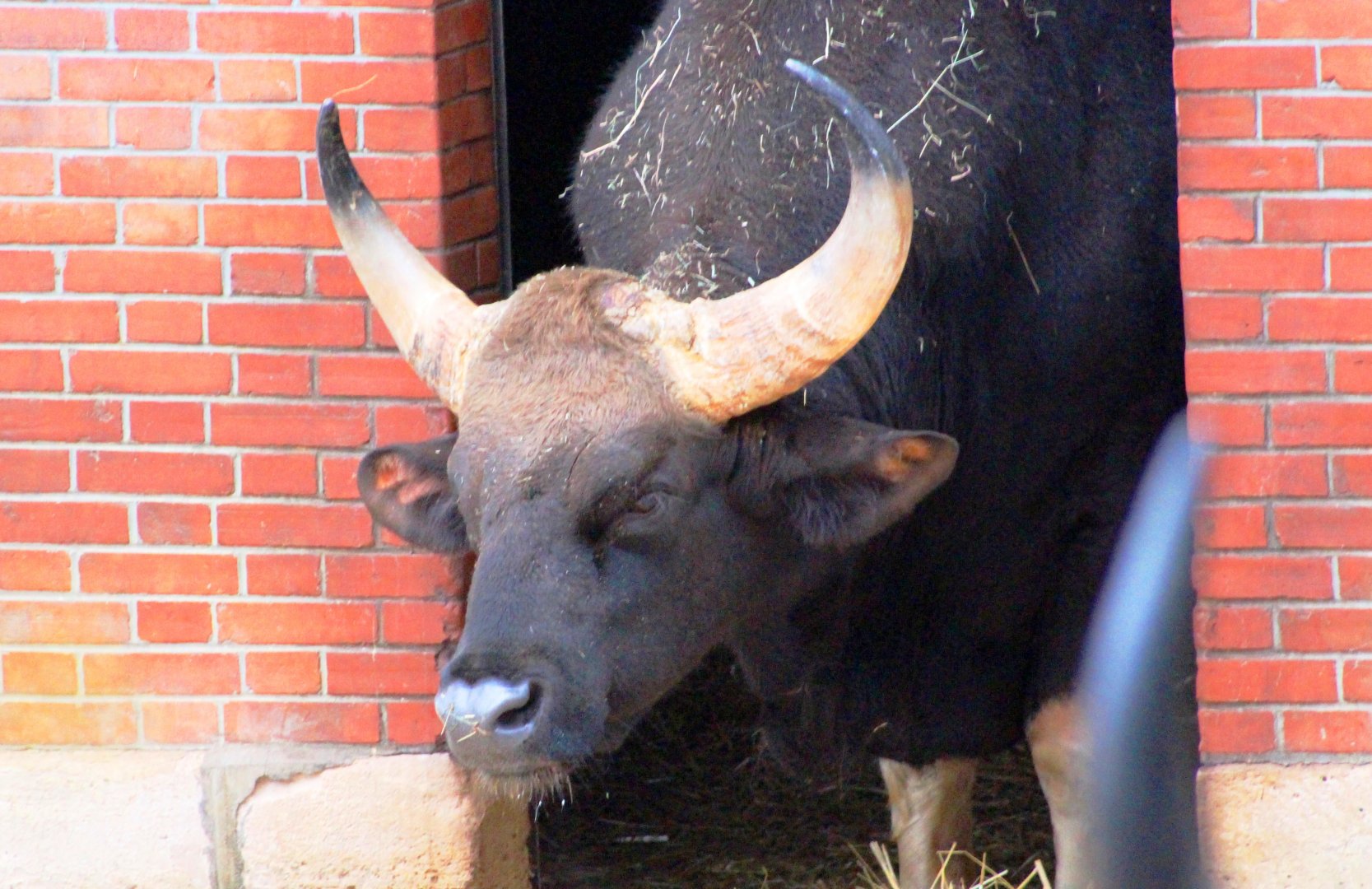 Gaur (Bos gaurus) in Jardin des Plantes; 24th November 2018