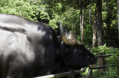 Gaur - Bos gaurus - Melaka Zoo - 2009