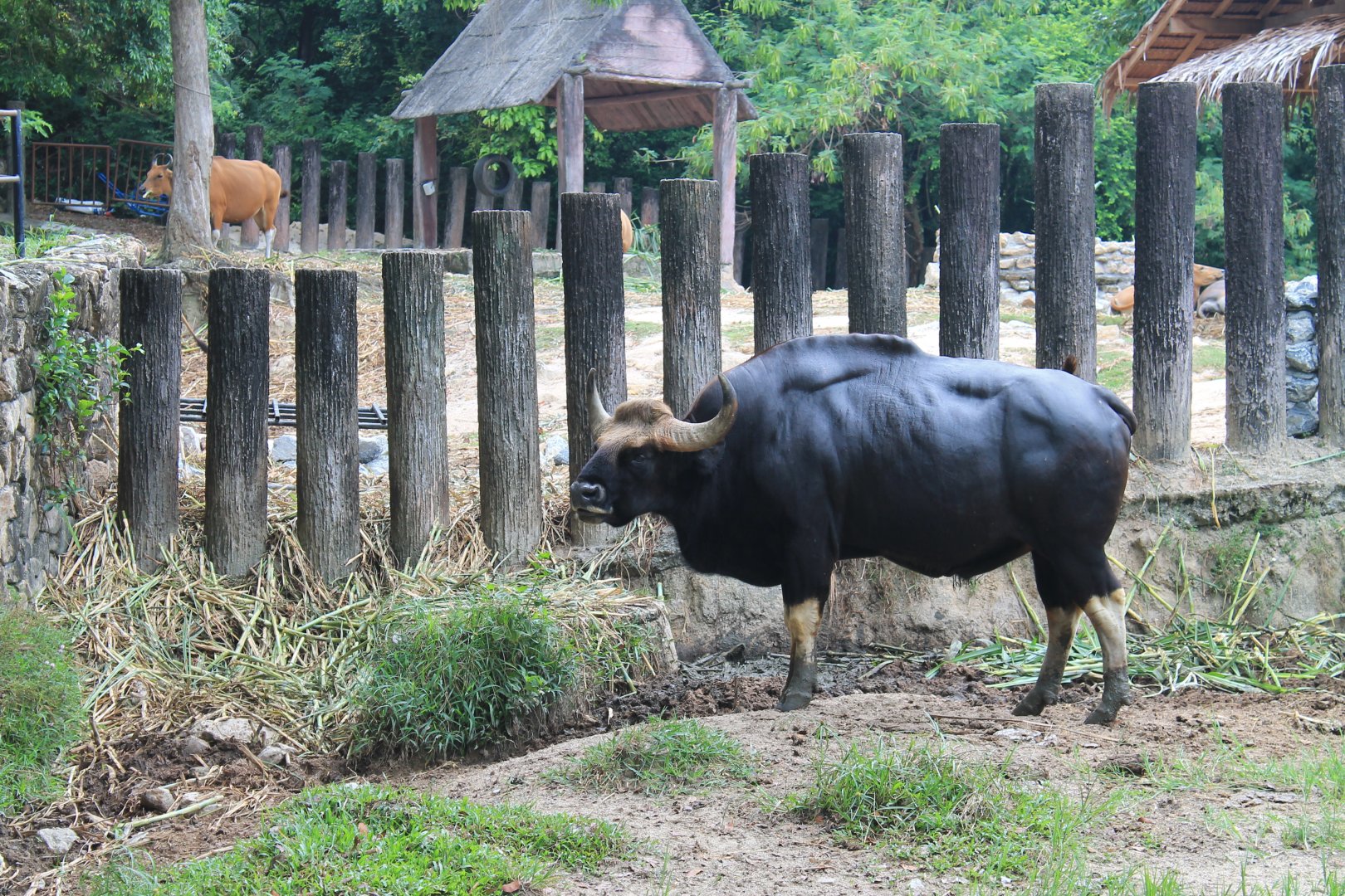 Gaur (Bos gaurus), with Banteng (Bos javanicus) behind