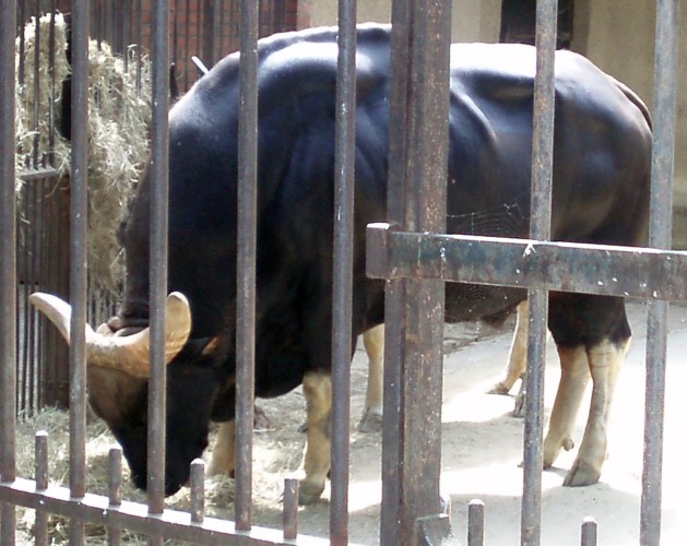 Gaur (Bos gaurus)