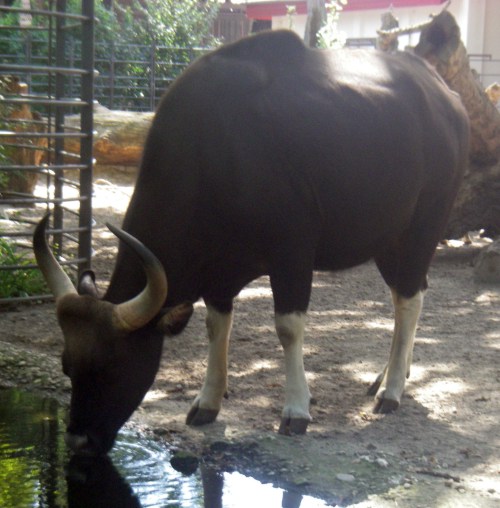 Gaur (Bos gaurus)