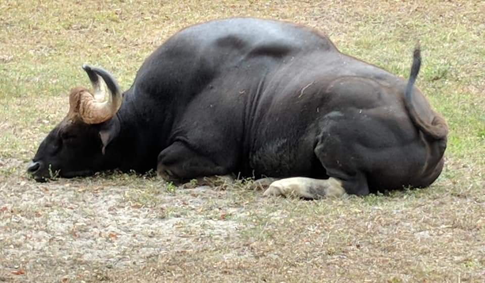 Gaur (Bos gaurus)