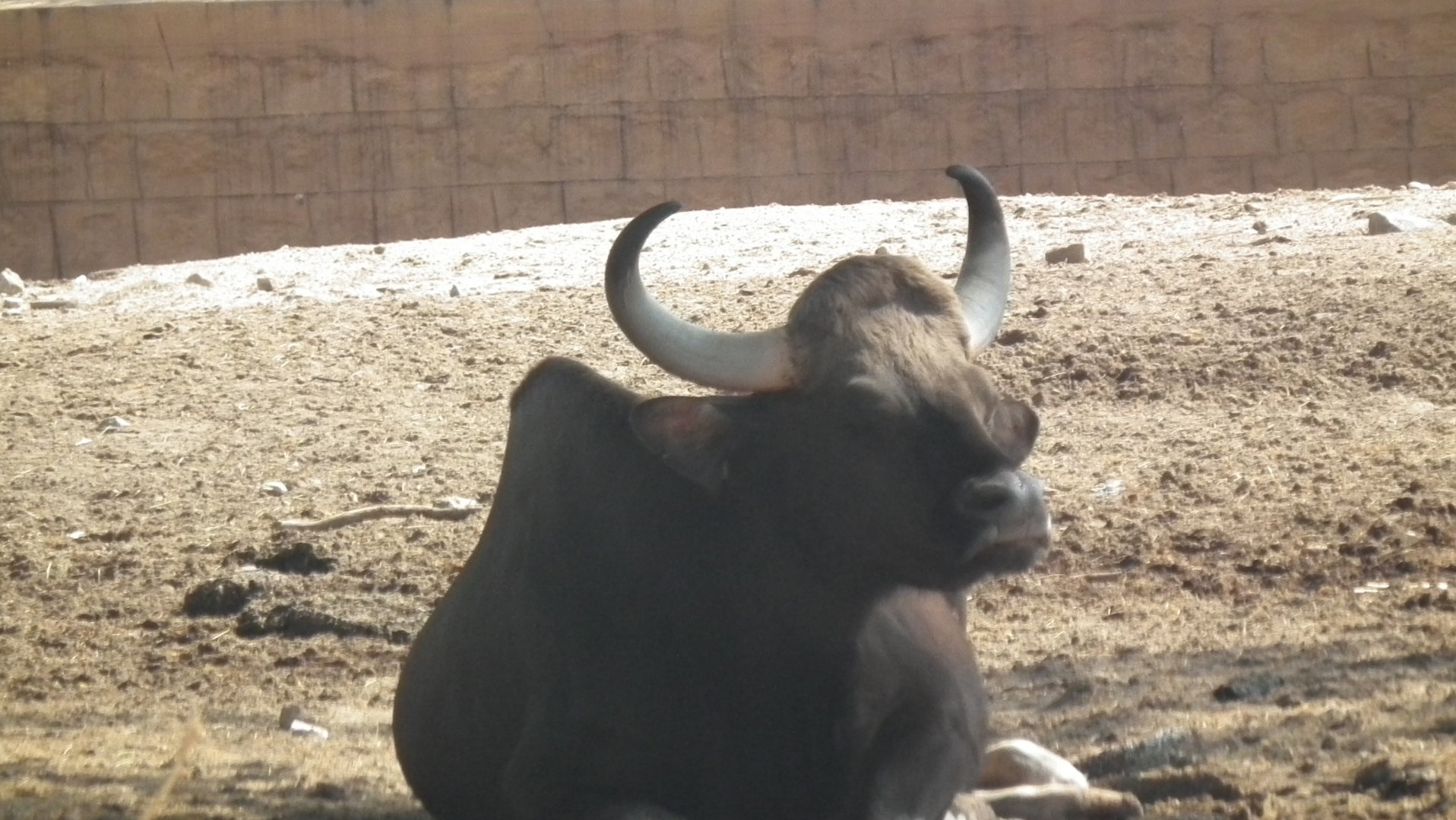 Gaur (Bos gaurus)