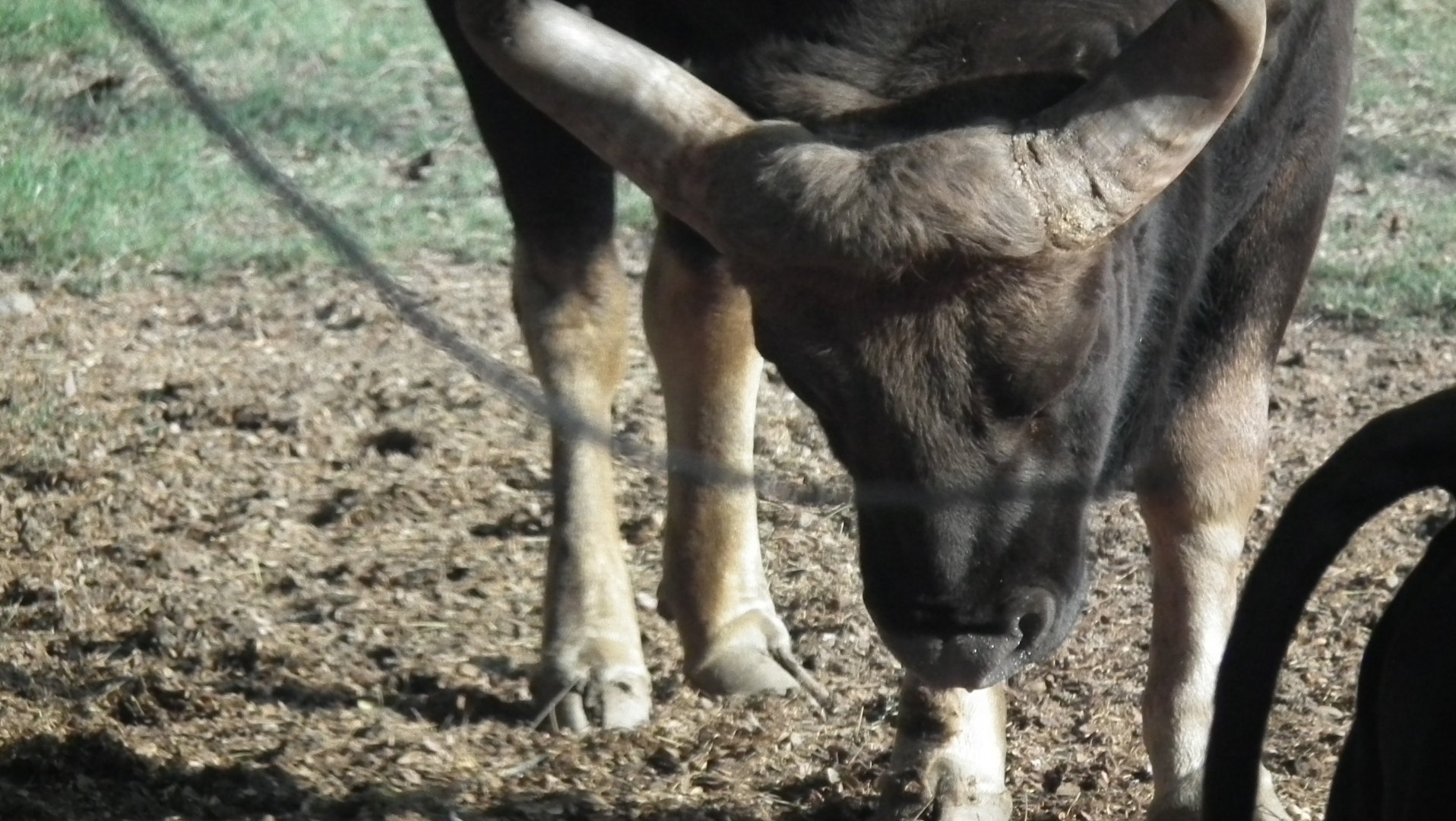 Gaur (Bos gaurus)