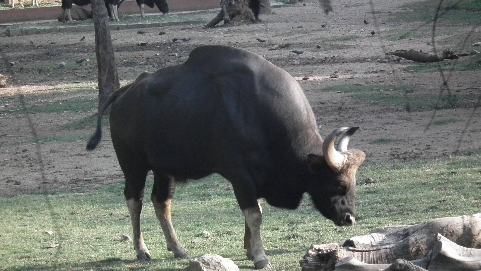 Gaur (Bos gaurus)
