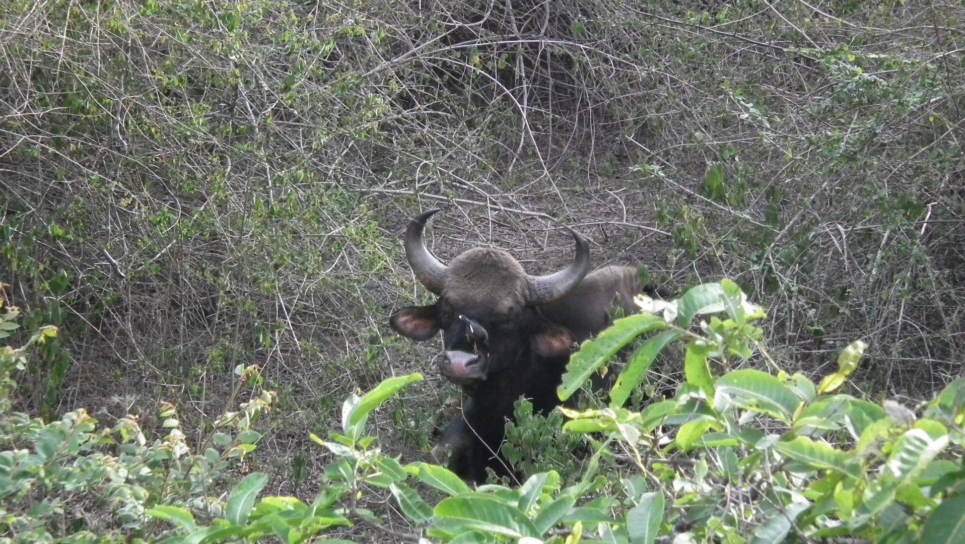 Gaur (Bos gaurus)