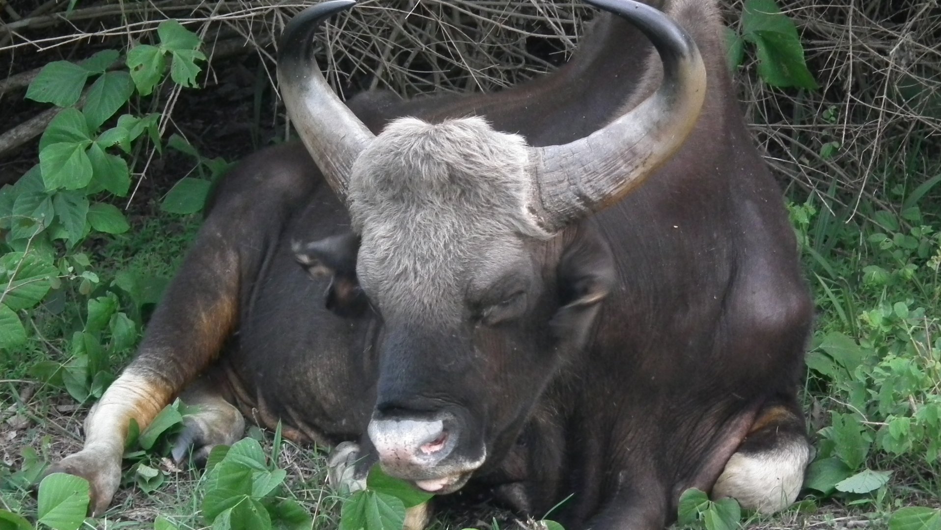 Gaur (Bos gaurus)