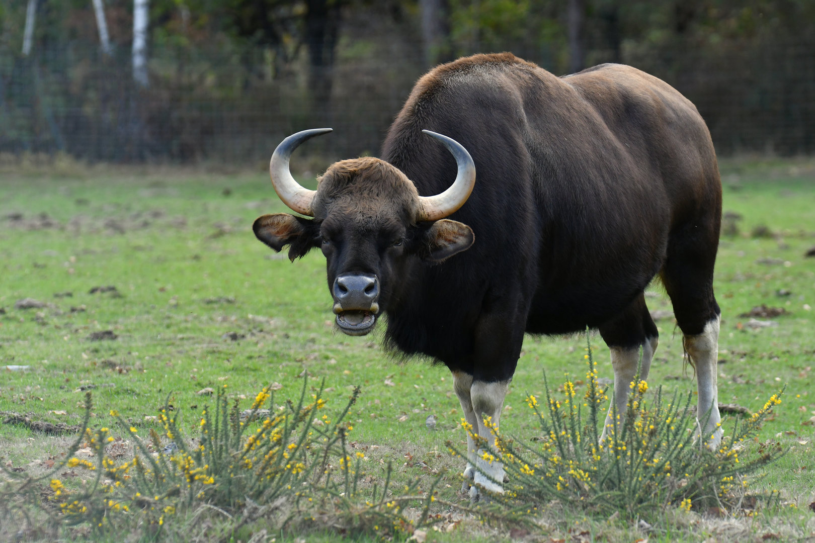 Gaur (Bos gaurus)