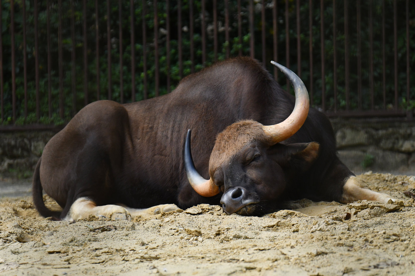 Gaur (Bos gaurus)