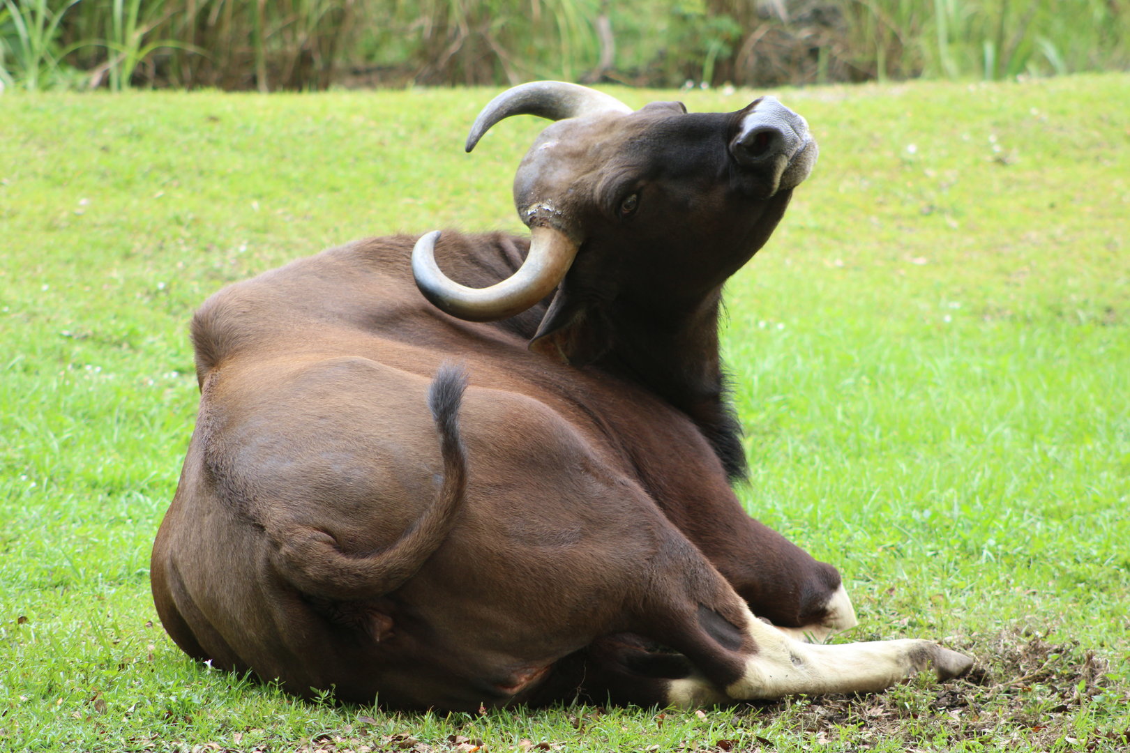 Gaur (Bos gaurus)