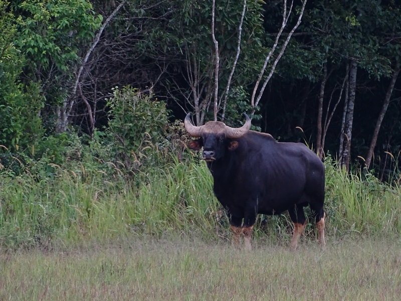 Gaur (Bos gaurus)