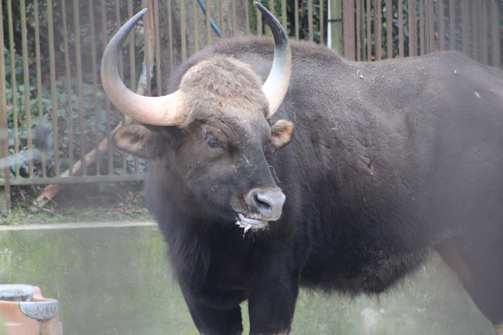 Gaur (Bos gaurus)