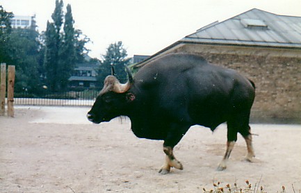 Gaur bull @ London zoo UK