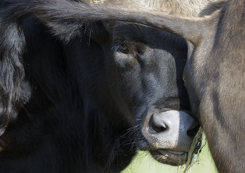 Gaur bull testing cows urine