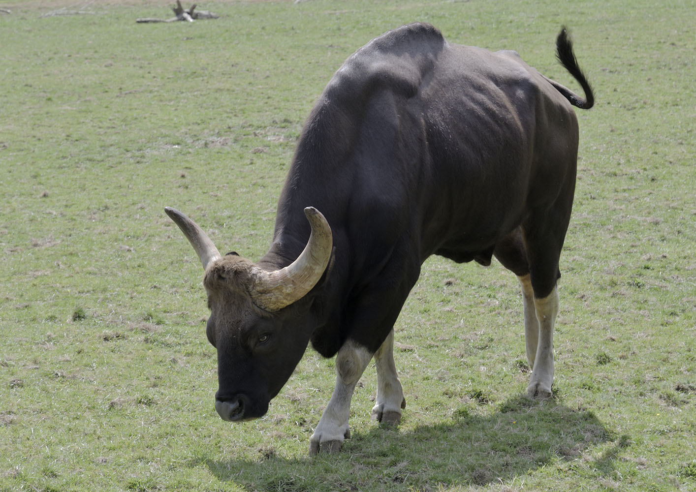 Gaur bull