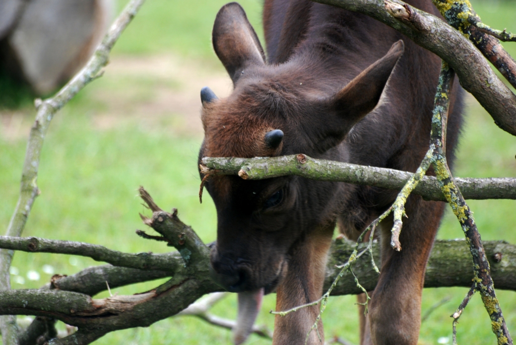 Gaur Calf at Whipsnade, 31/05/14