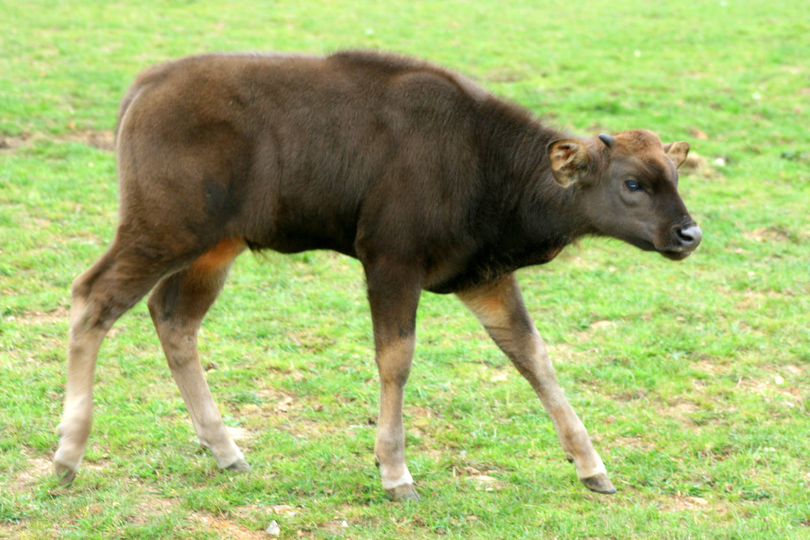 Gaur calf; Whipsnade; 8th October 2011
