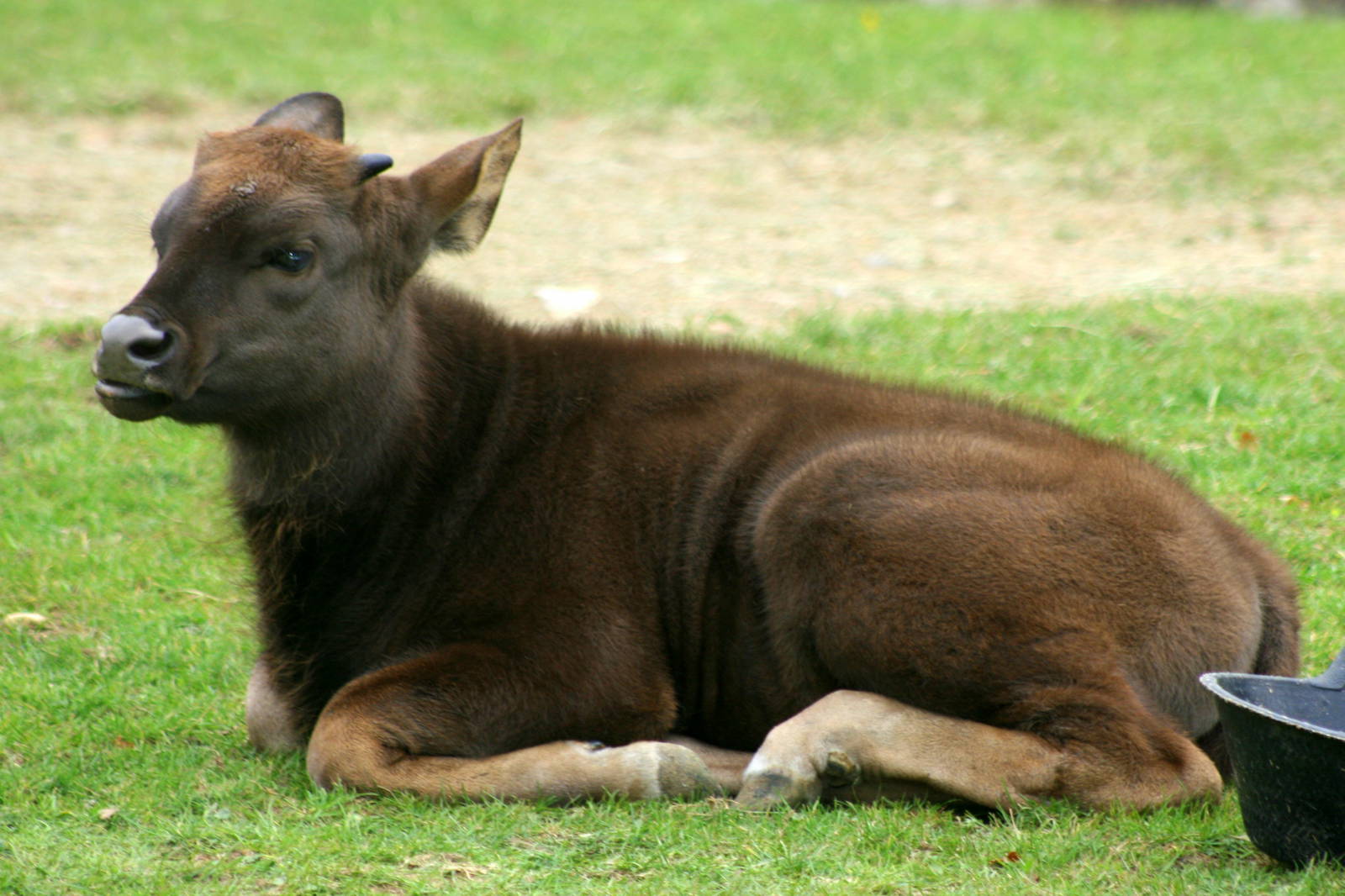 Gaur calf; Whipsnade; 8th October 2011
