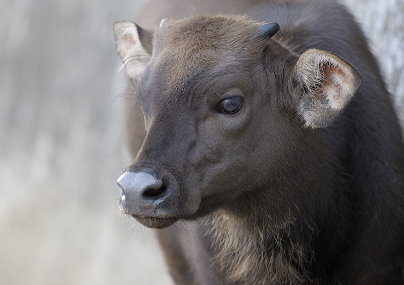 Gaur calf