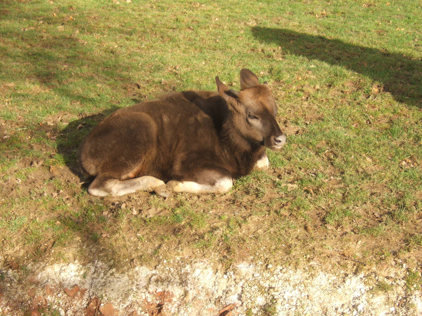 Gaur calf