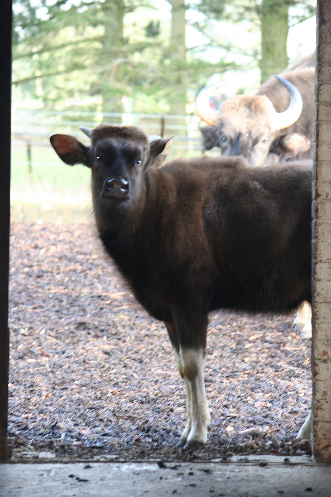 Gaur calf