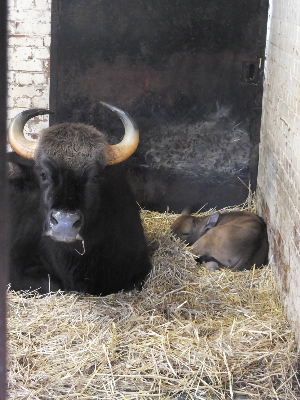 Gaur Calf