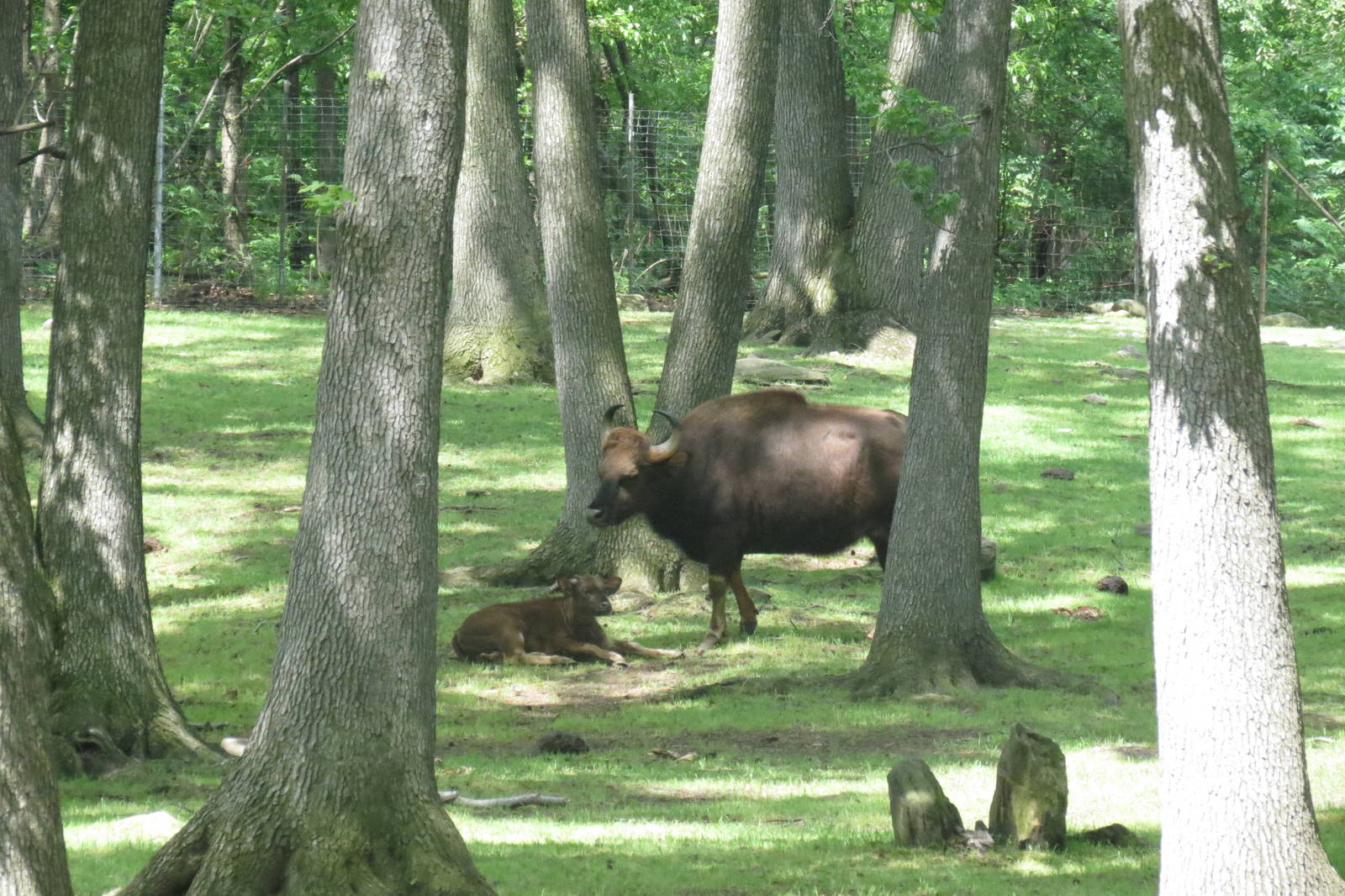 Gaur calf