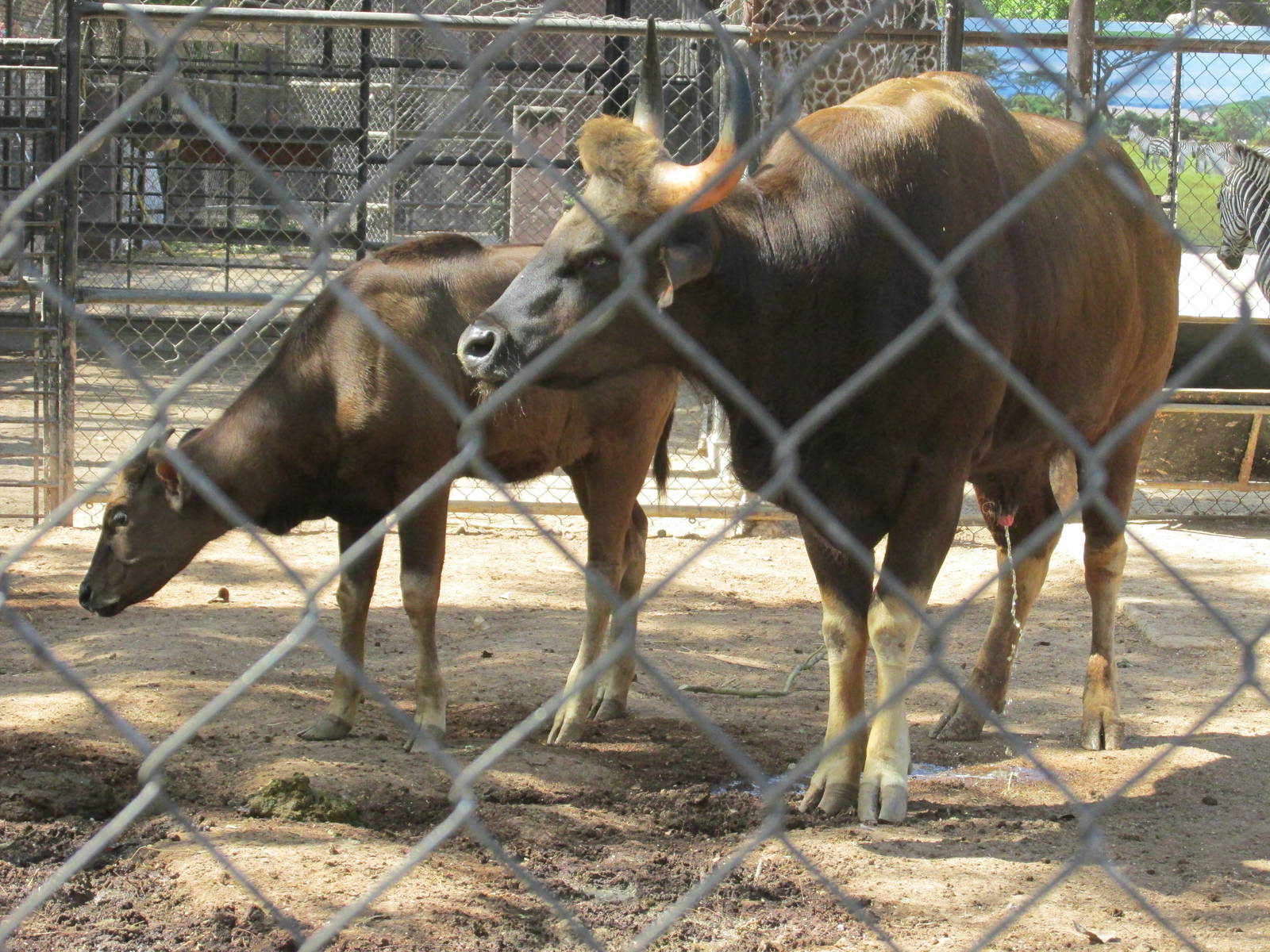 Gaur Centenario Zoo