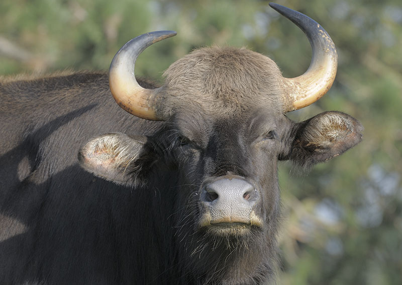 Gaur cow