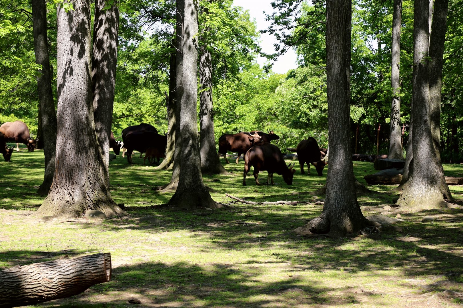 Gaur Enclosure