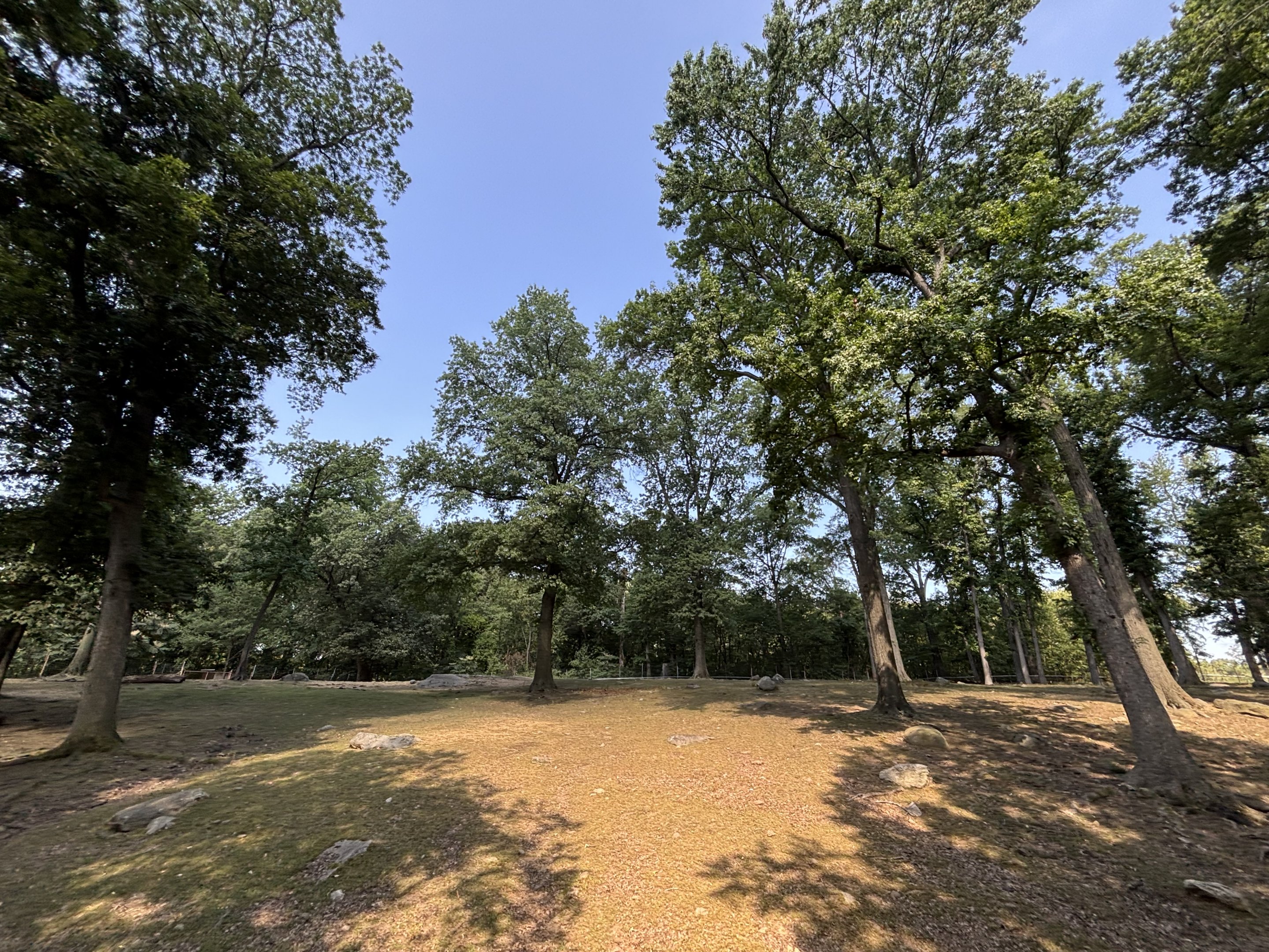 Gaur Exhibit - Wild Asia