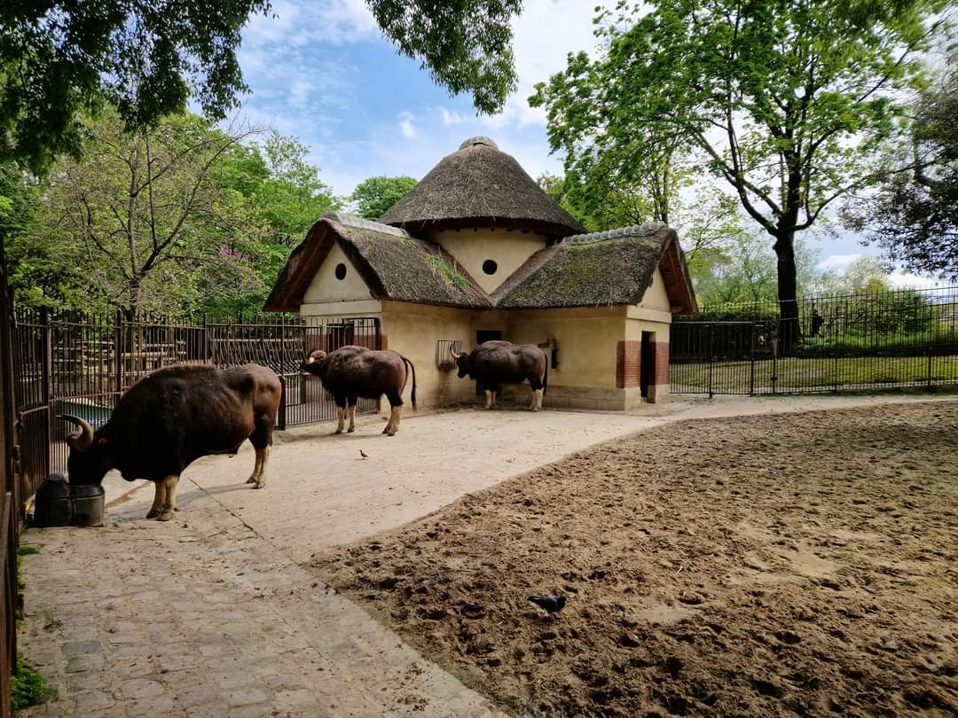 Gaur exhibit